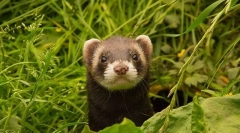 Од хранење на ferret дома што јаде ferret